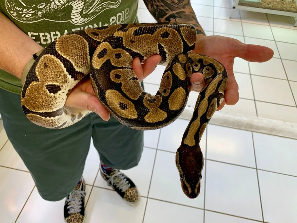 Ball Python Habit for New Owners