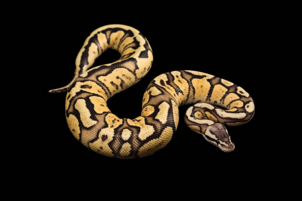 Feeding Mistakes Every Ball Python
