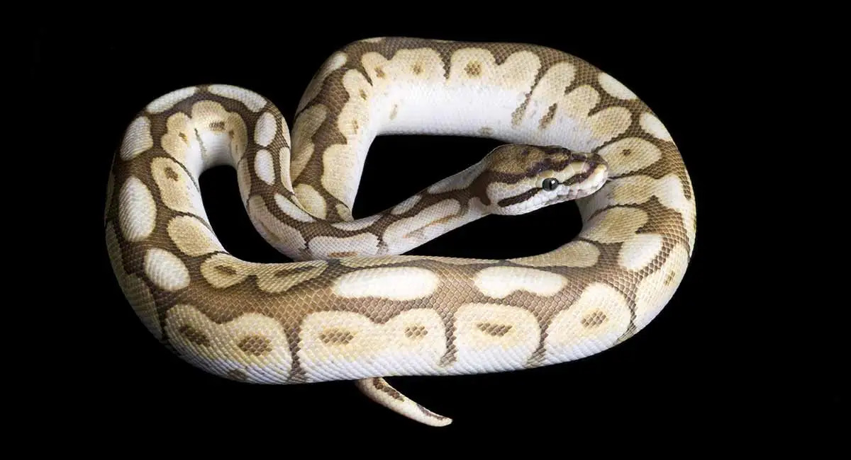 Step-by-Step Ball Python Care Guide for New Owners
