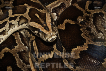 lessons-I've learned from-owning-a burmese-python